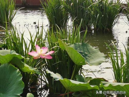 大明湖畔夏雨荷图片,诗意画卷中的古典美人